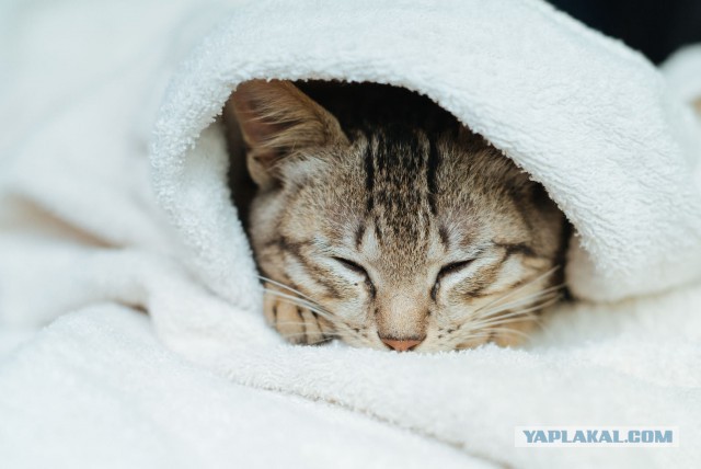 Котовторник 24.04.2018