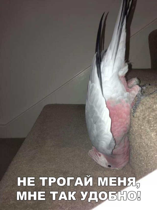 Нестандартный юмор