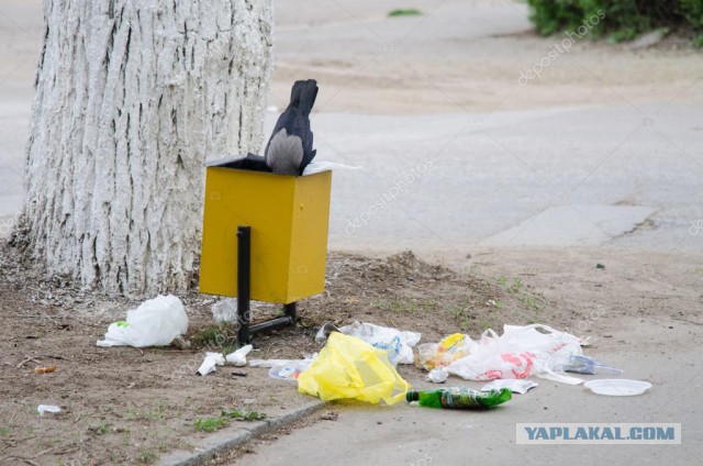 Моя соседка по даче — тварь