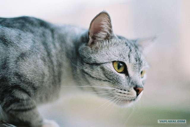 Котовторник в ЯПонии (58 фот)