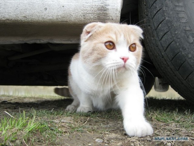 Распорядок кота на неделю