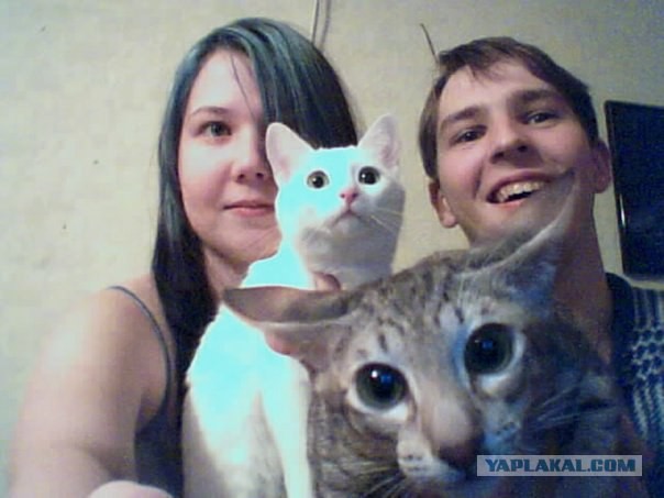 Эпический Котовторник!
