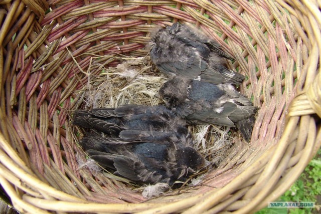 Птенцы ласточки, спасенные на даче