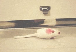 Десантный котовторник
