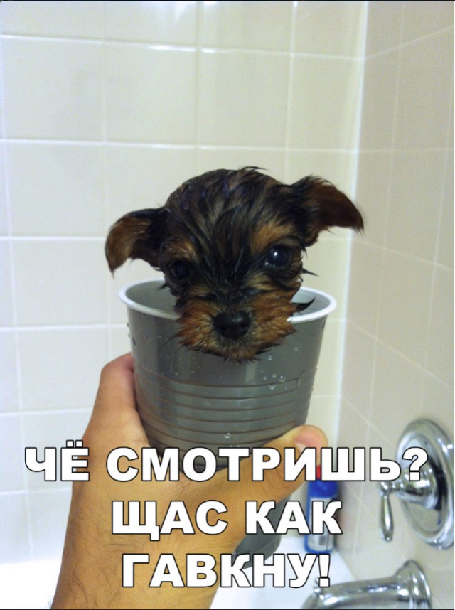Милые животные. Мимиметр сломался