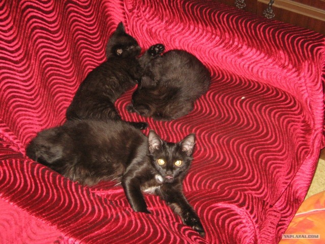Котовторник так котовторник!