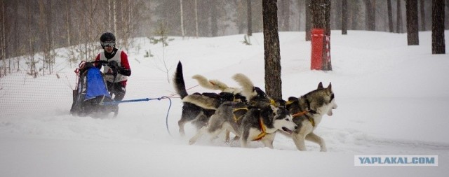 Питомник хаски и заснеженная костромская деревня!