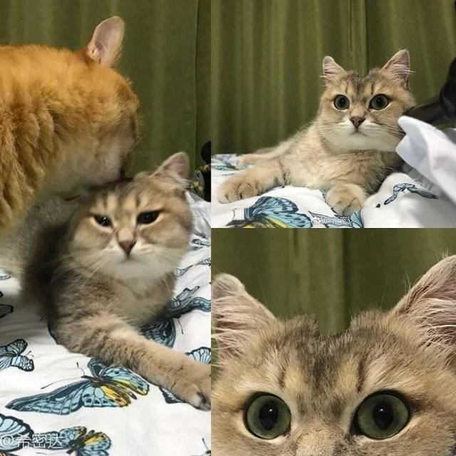 Прикольных котов пост