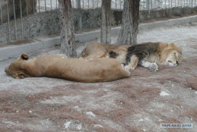Котовторник (14.02.2012)