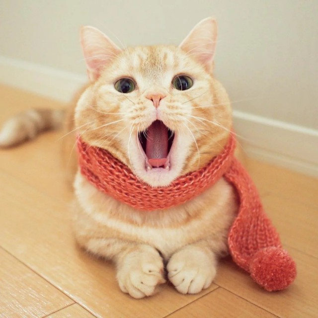 Немного милоты