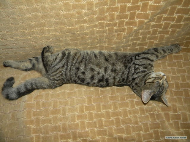 Котовторник 1 мая 2012
