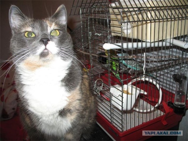 Котовторник 22.05.2012