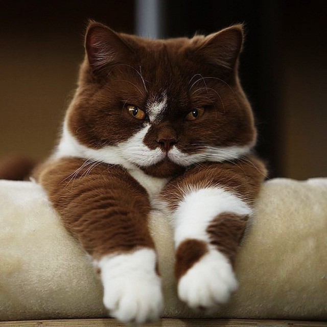 Немного милоты