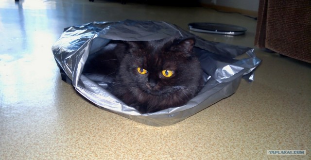 Котовторник  12. 06. 2012