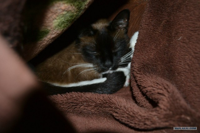 Котовторник на 26.06.12