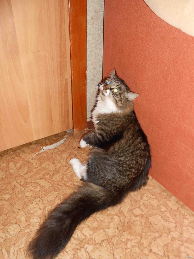 Котовторник 10. 07. 2012