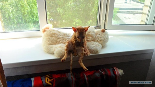 Котовторник 24.07.2012