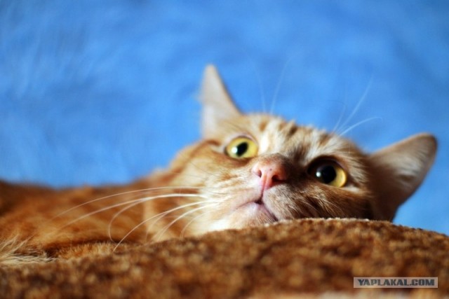 Котовторник 07.08.2012