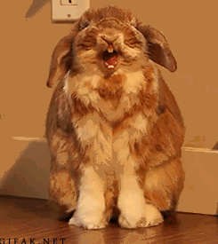 Кролик хотел чихнуть