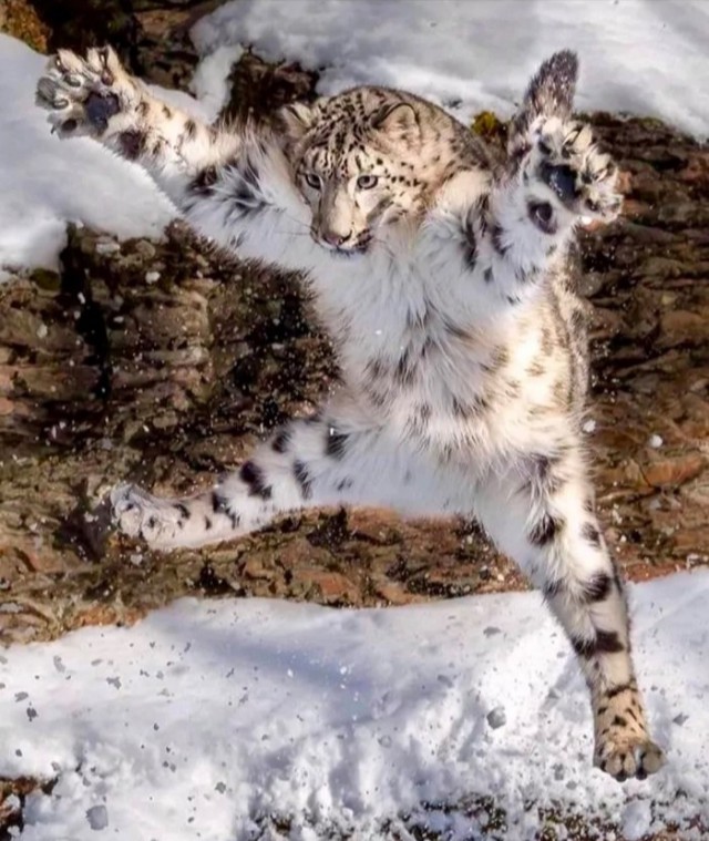 Дикий котовторник