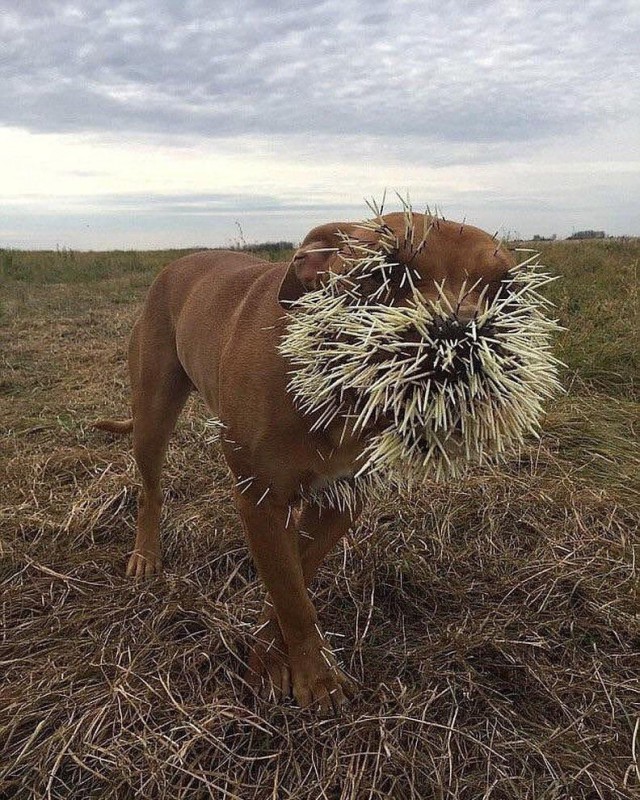 Живность из сети