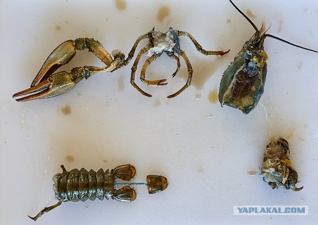 Биск из речных раков