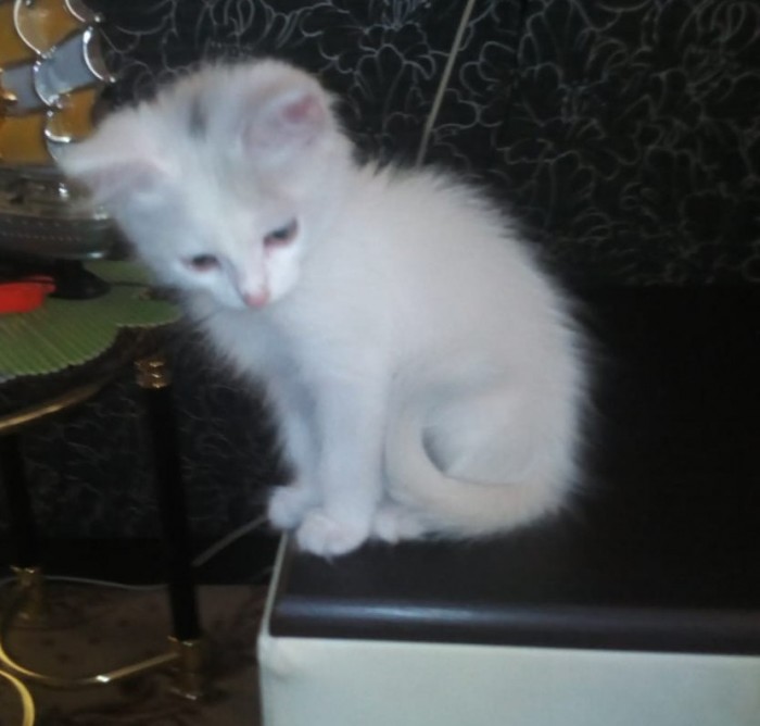 Просто мой кот