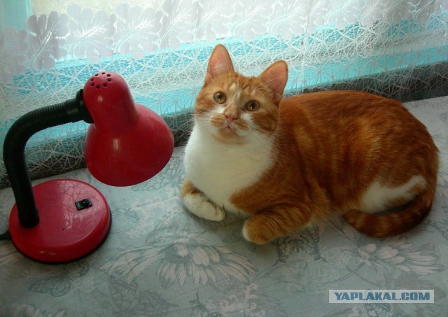 ЯП в кошках