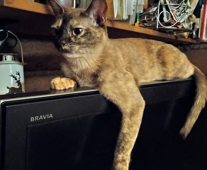 Котовторник 28.01.2020