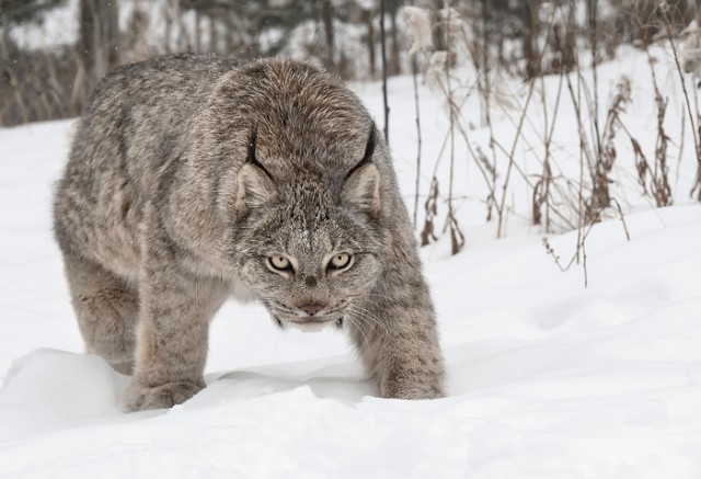 Дикий котовторник 14.01.20