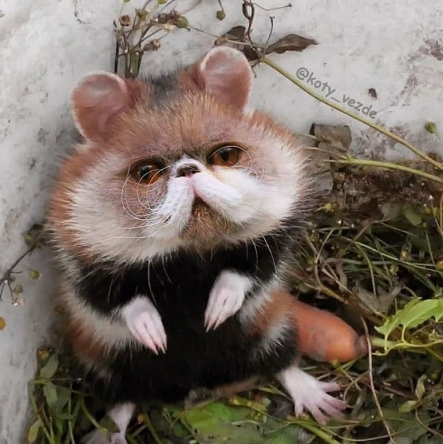 Коты везде