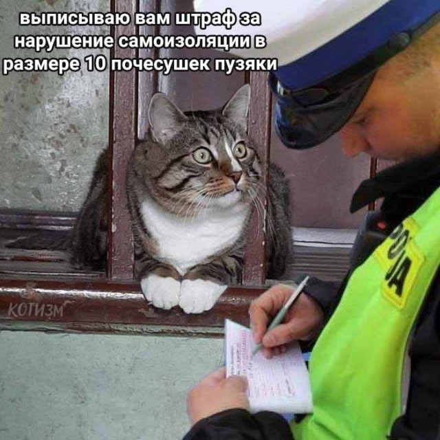 Котики