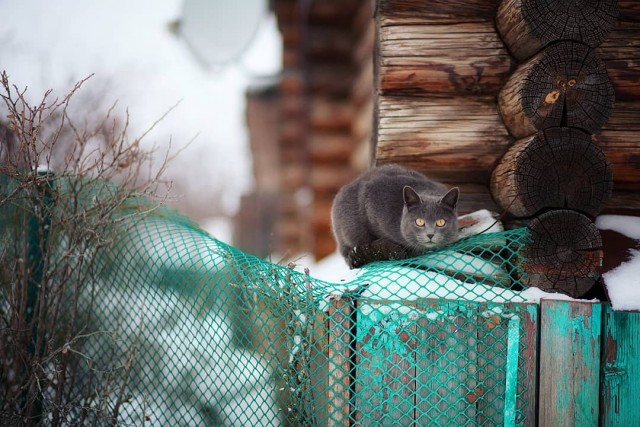 Деревенские котейки
