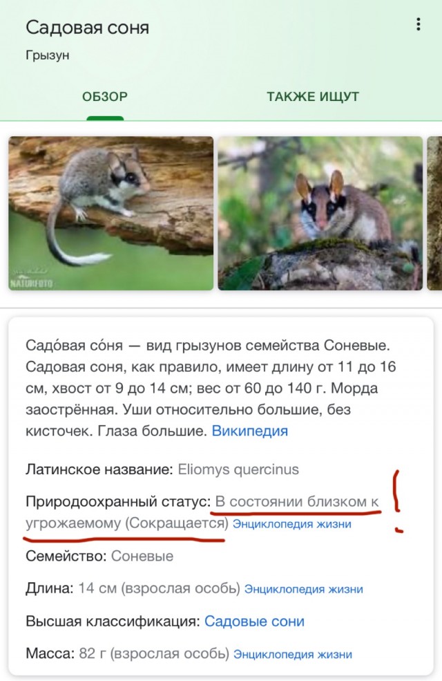Что это за звереныш?