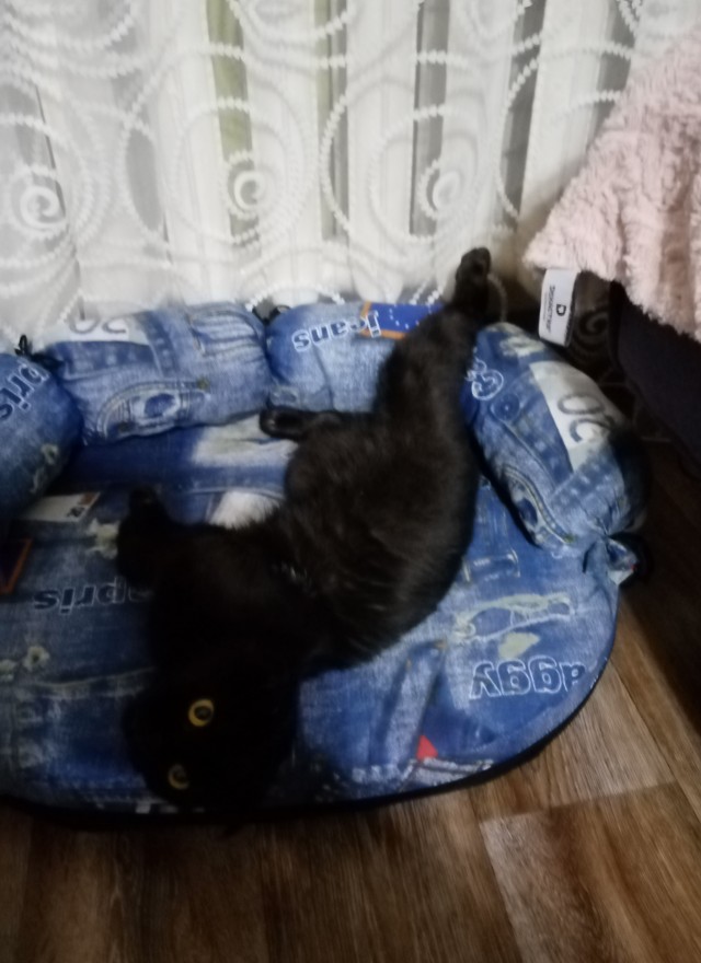 Шерстяные ублюдки