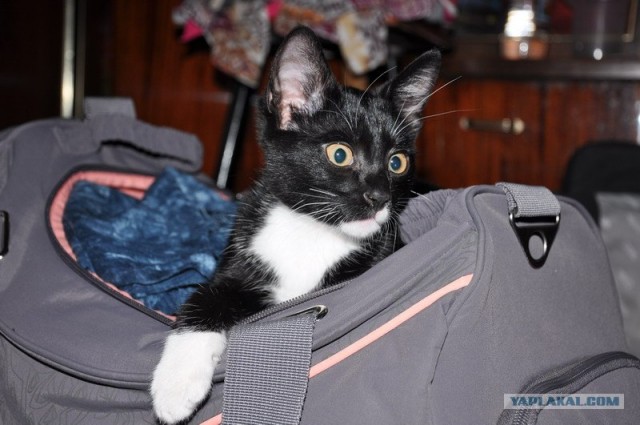 Котэ едет на дачу