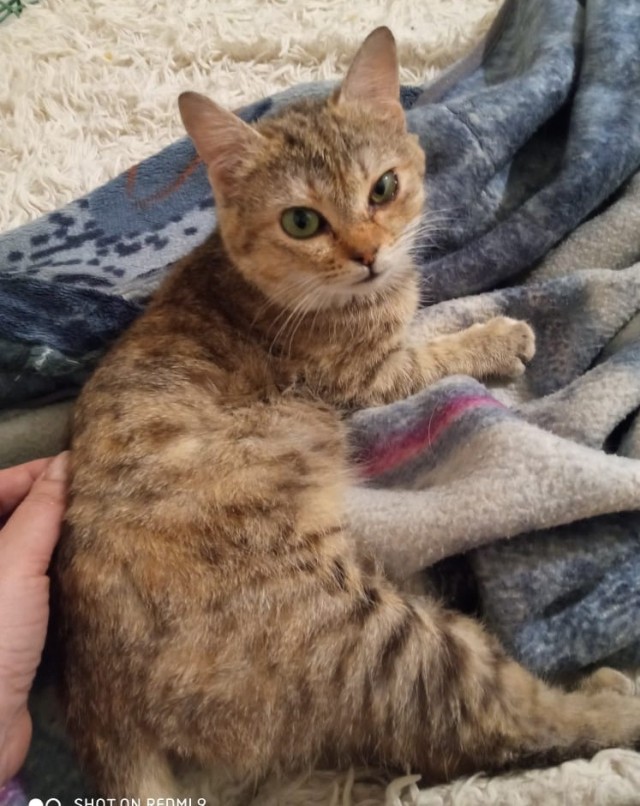 Котовторник же!