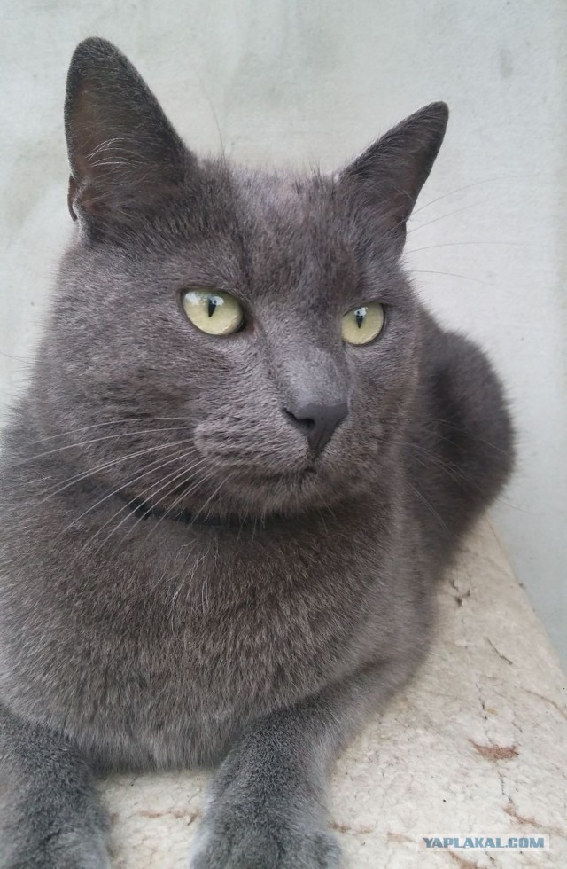 Хоба! Котовторник!