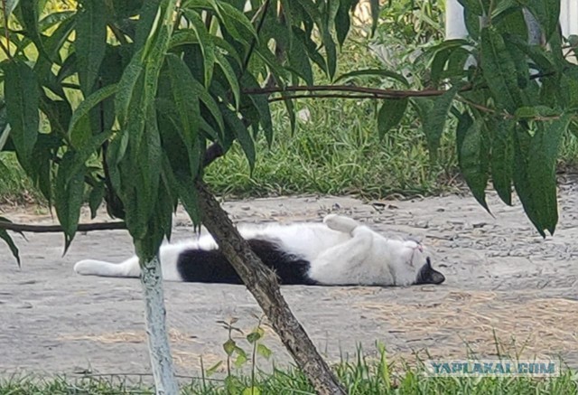 Котовторнику быть