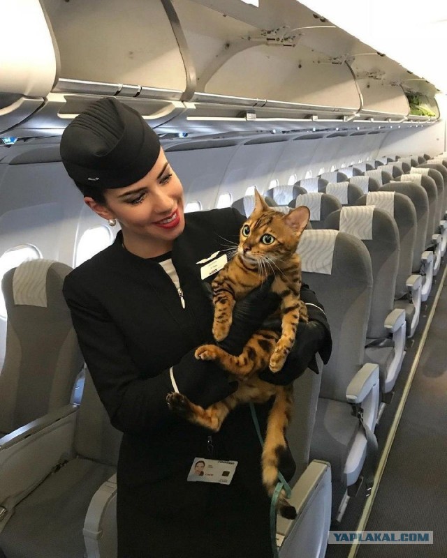 Помогите советом про котика