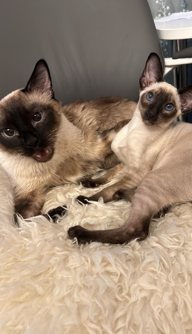 Котовторник 17.01.23