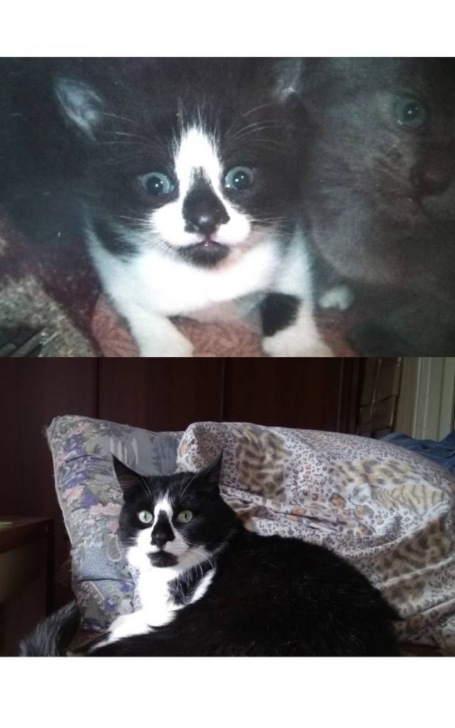 Котовторнику посвящается