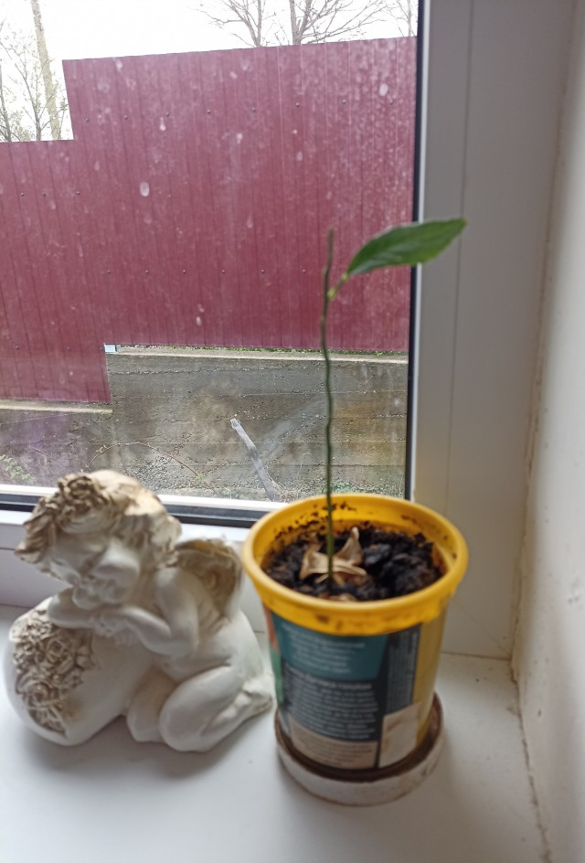 Знакомьтесь, Авакадий