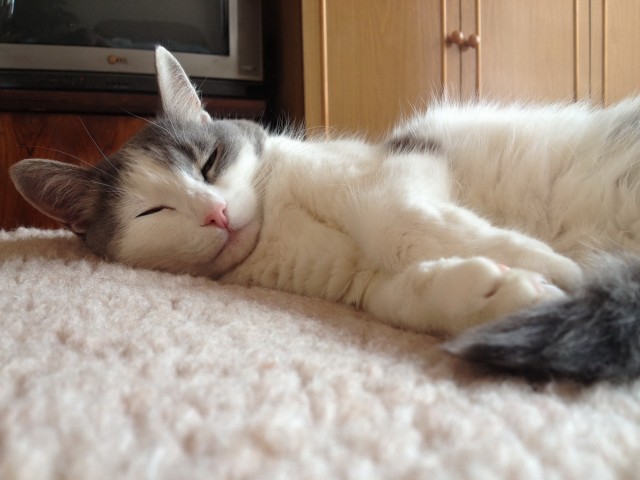 Котовторник 09.04.2013
