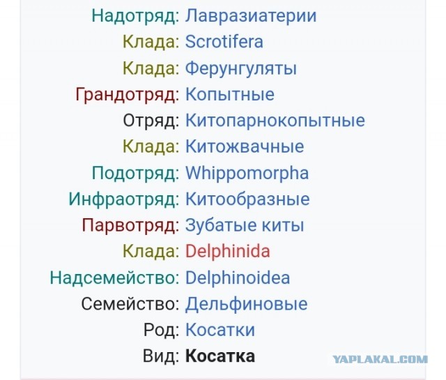 Косатки просто проходят мимо двух плавающих детей