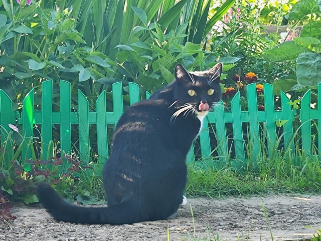 Котовторник! 16+ Коллеги-рабы, отмечаемся, у кого хозяину много лет!