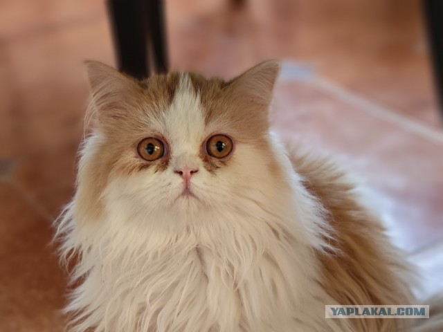 Рязань - Сасово из кабины машиниста