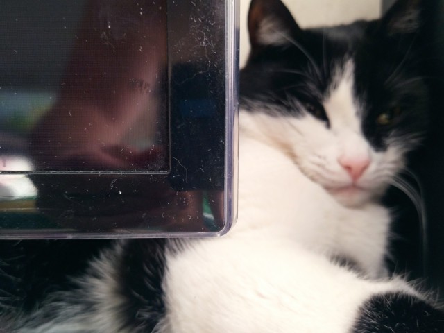 Позы для сна у кошек - что они означают?