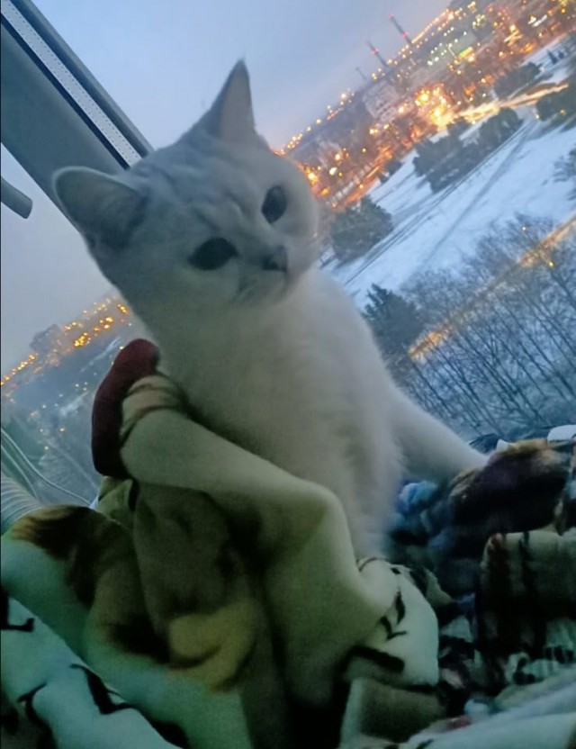 Мой котовторник