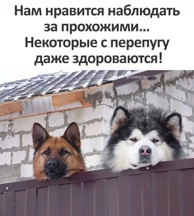 Юмор в картинках и без